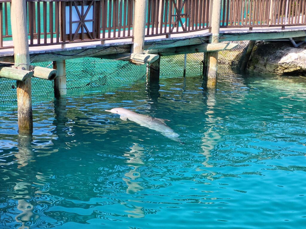 A dolphin near a boardwalk at Blue Lagoon island.