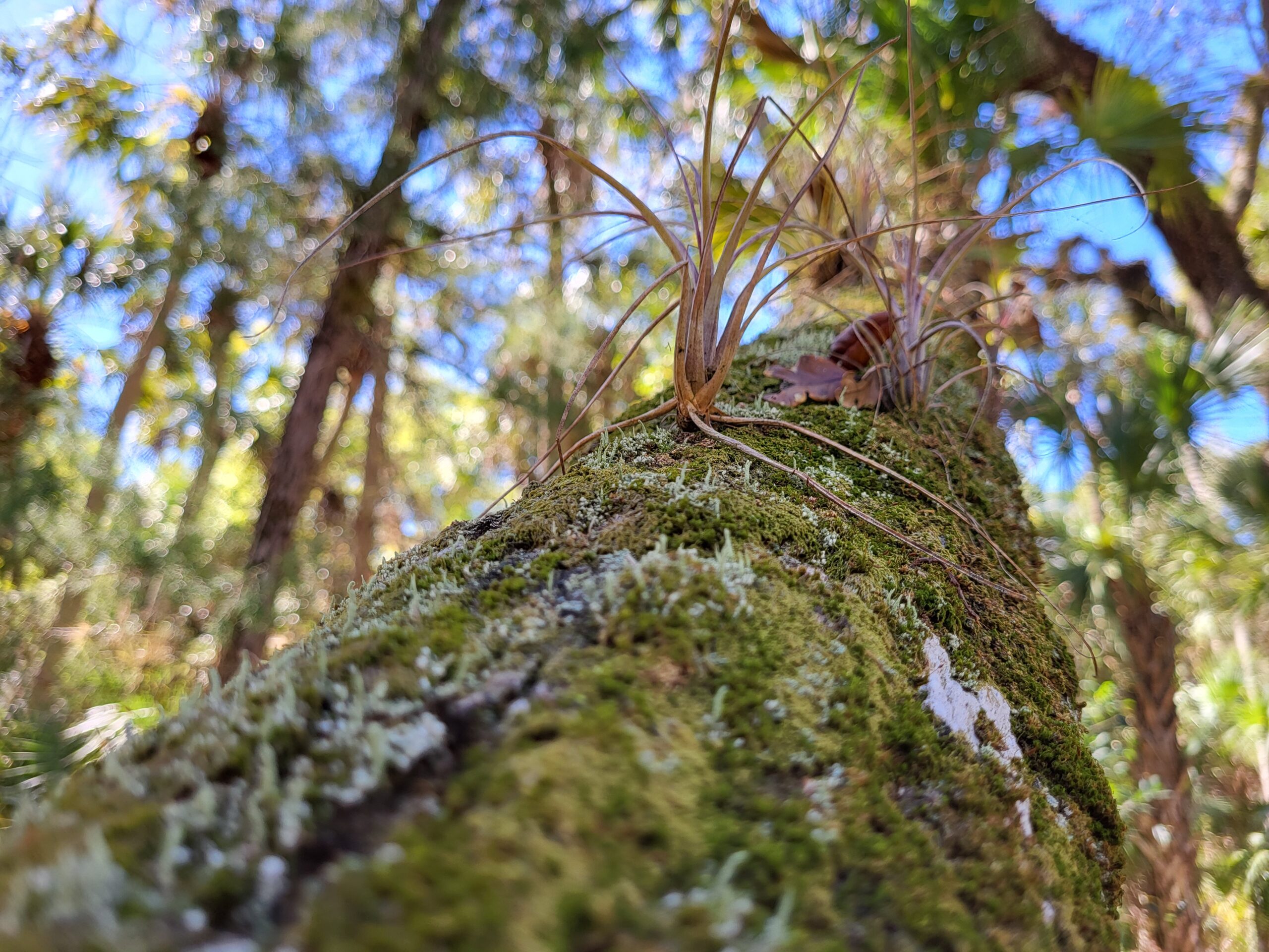 Air plants clinging to a mossy tree in Florida.