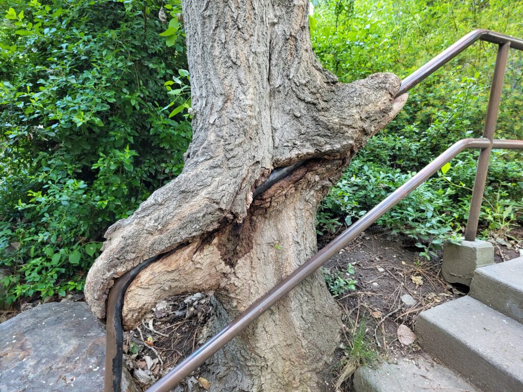 A tree trunk engulfing a metal railing demonstrating edaphoecotropism