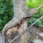 A tree trunk engulfing a metal railing demonstrating edaphoecotropism