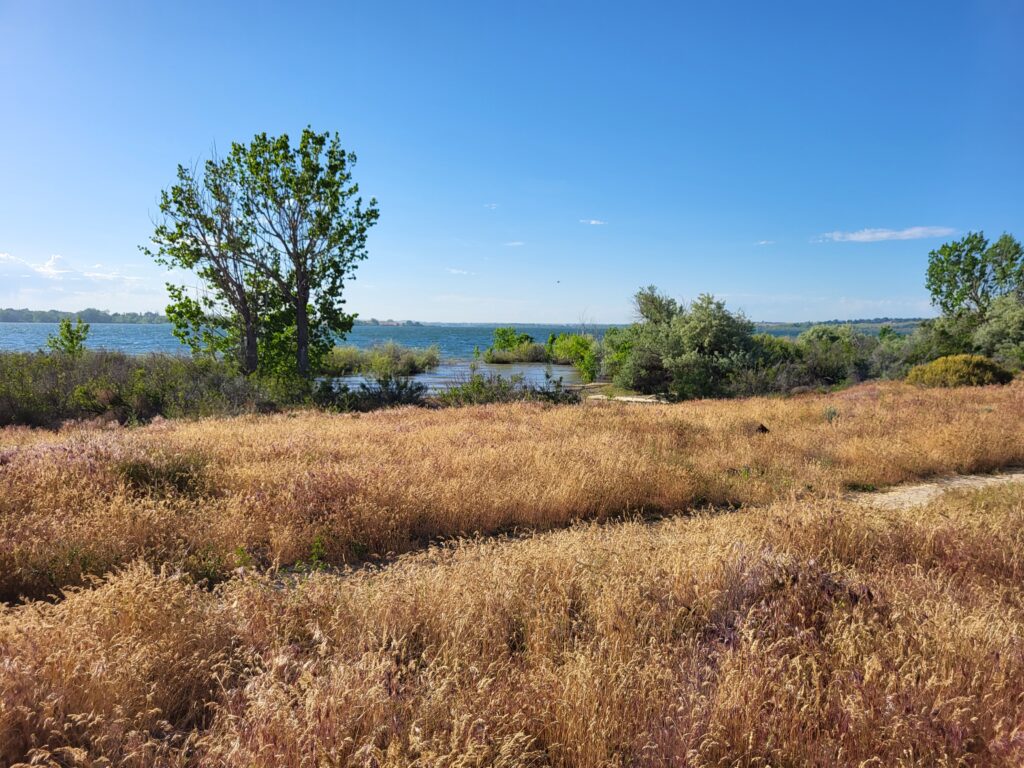 Brown and purple cheatgrass along Lake Lowell outside Boise, Idaho.