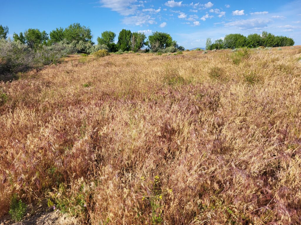 A field of cheatgrass