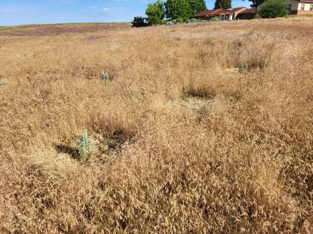 A field of cheatgrass that is being actively managed. Circular plots of cheatgrass have been mechanically removed and native plants planted in its place. 