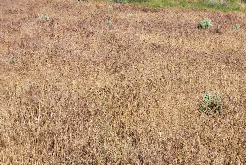 A field of cheatgrass, with spare native green vegetation. 