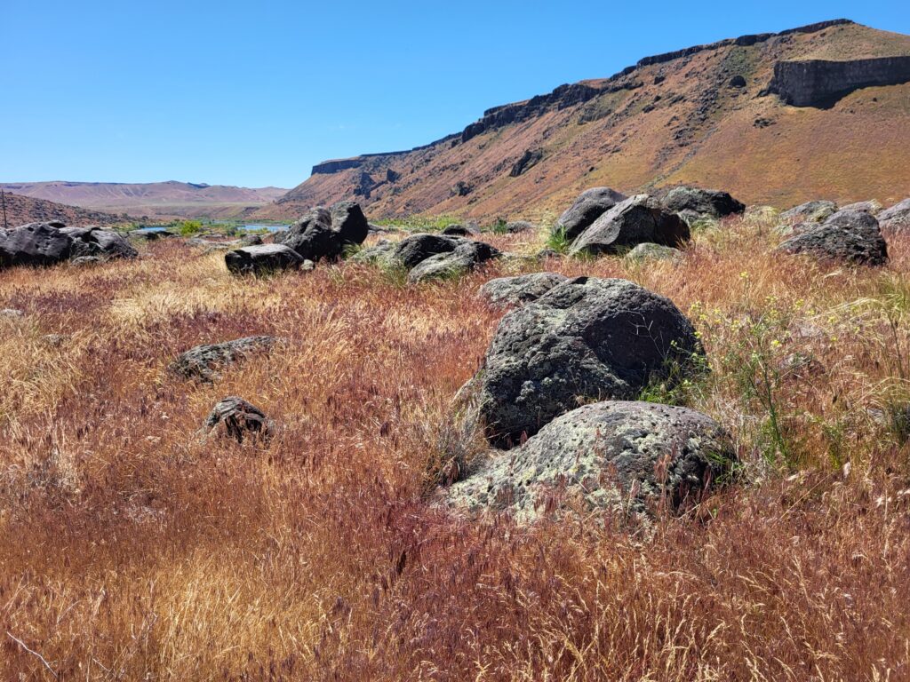 Petrified watermelons, formally called melon boulders, near the Snake River, surrounded by invasive cheatgrass.