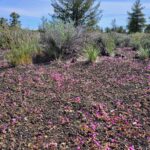 Dwarf purple monkeyflower in a cinder garden at Craters of the Moon National Monument