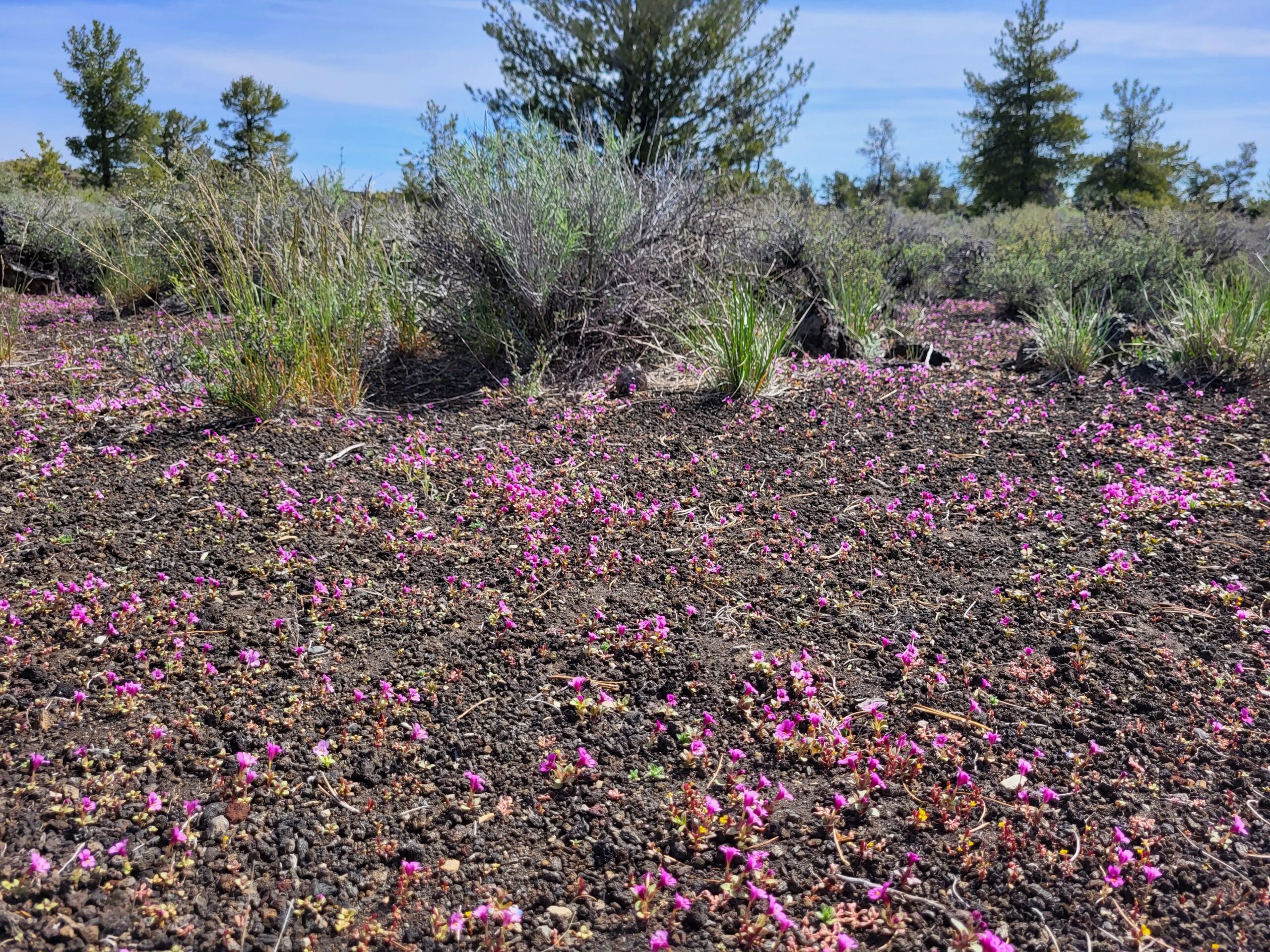 Dwarf purple monkeyflower in a cinder garden at Craters of the Moon National Monument