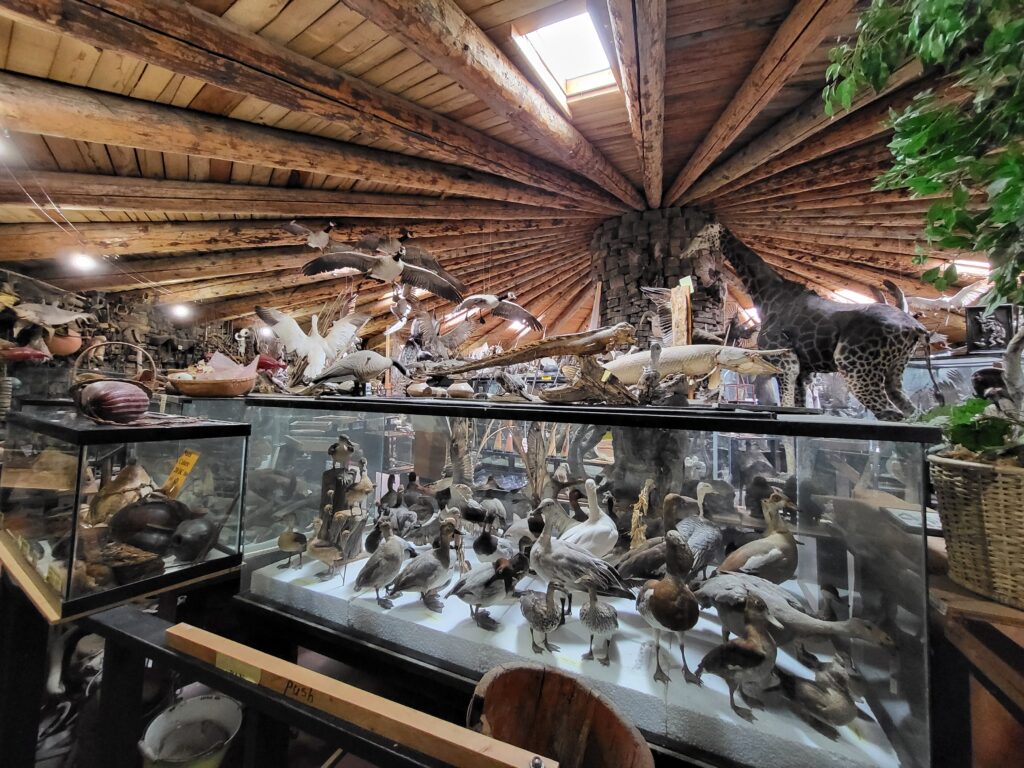 An overview of the collection in the yurt-like building of Idaho's Mammoth Cave and Shoshone Bird Museum