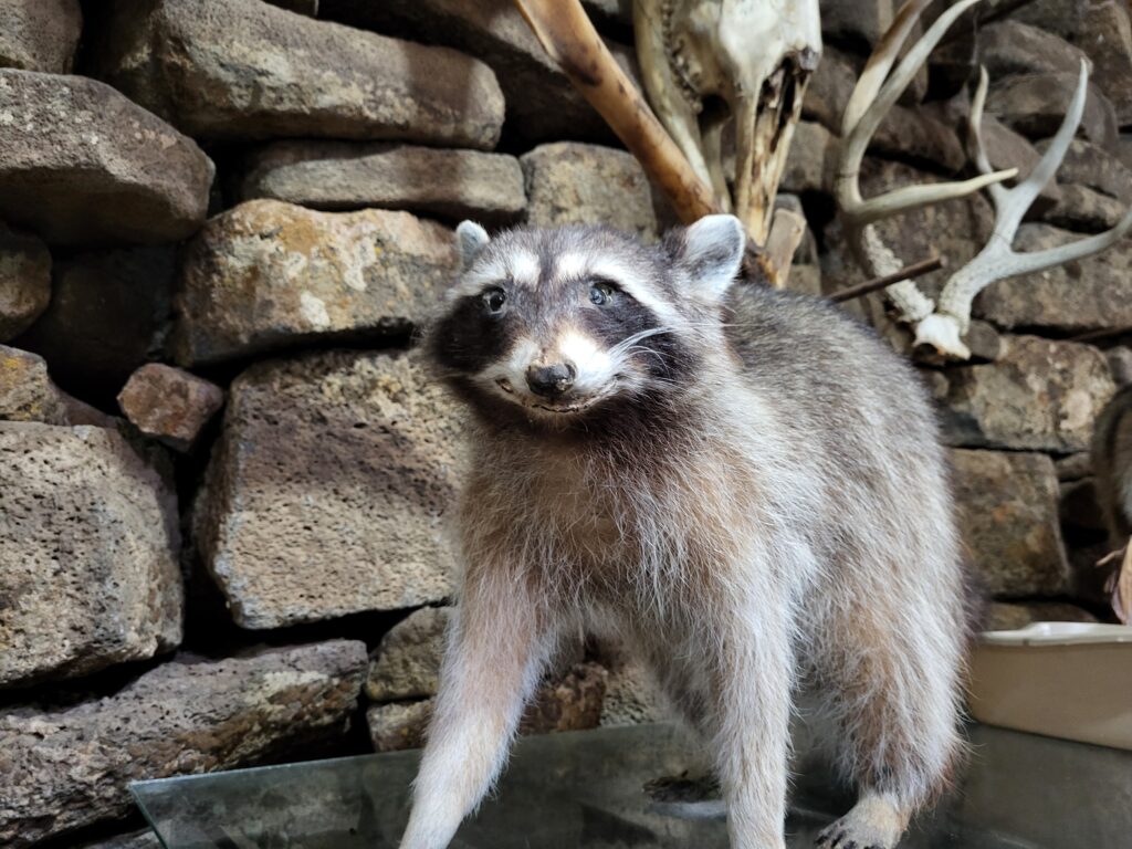 A taxidermized raccoon at Idaho's Mammoth Cave and Shoshone Bird Museum