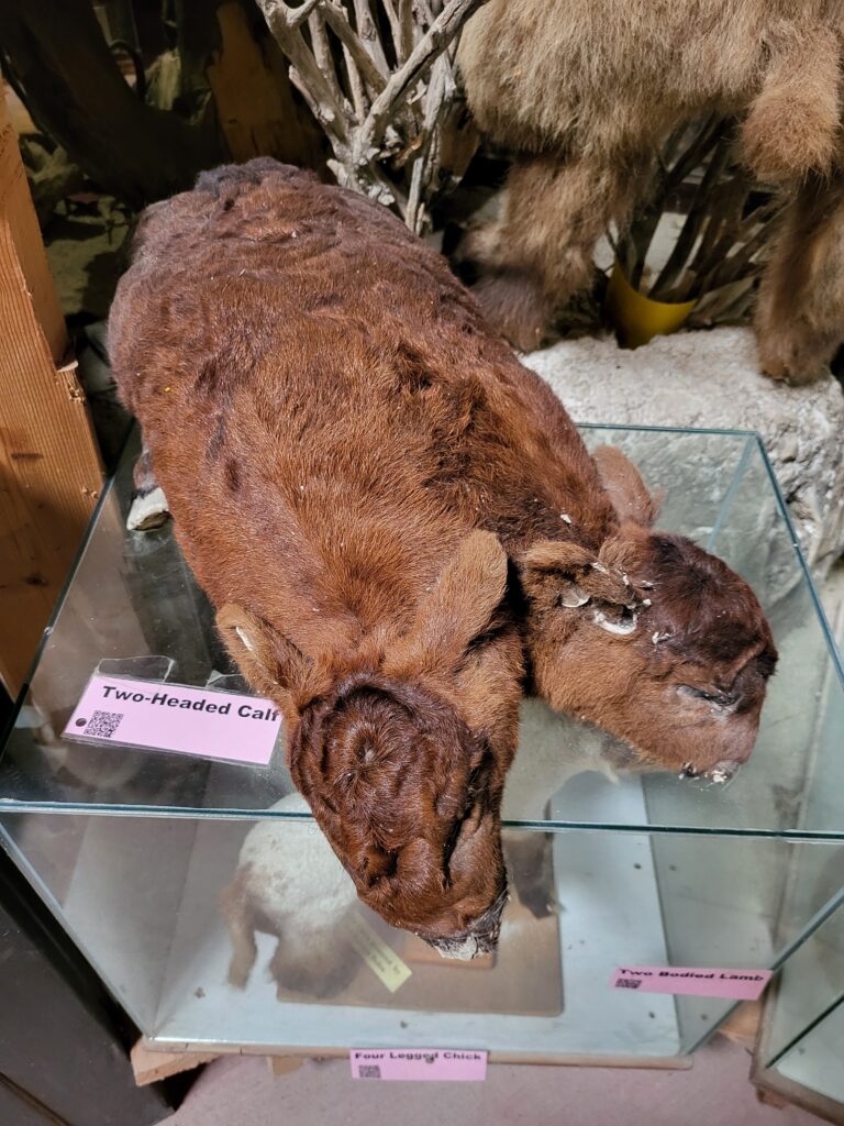 A taxidermized two-headed calf at Idaho's Mammoth Cave and Shoshone Bird Museum