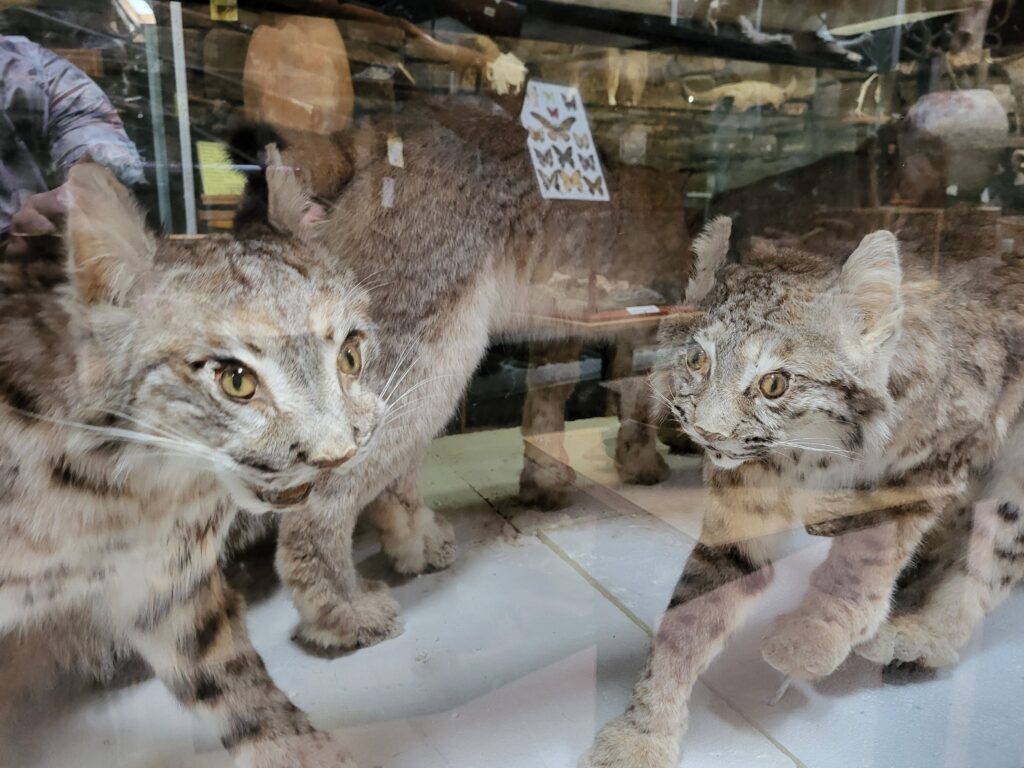 Taxidermized wild cats at Idaho's Mammoth Cave and Shoshone Bird Museum