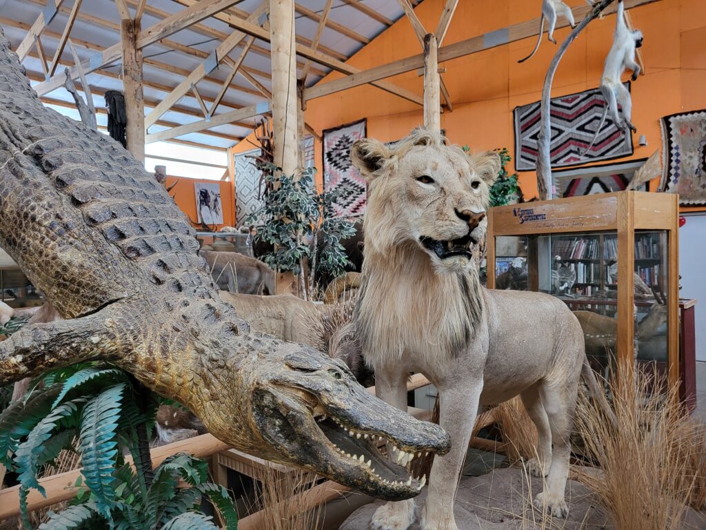 A taxidermized alligator and lion at Idaho's Mammoth Cave and Shoshone Bird Museum