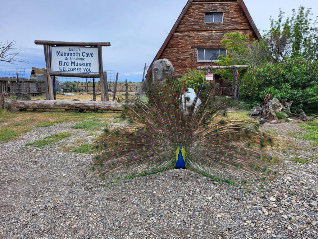 Entrance sign for Idaho's Mammoth Cave and Shoshone Bird Museum, including peacock with tail in full display