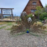 Entrance sign to the Idaho's Mammoth Cave and Shoshone Bird Museum, with a peacock in full display